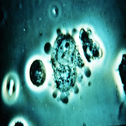 bactérie Psittacose sogepi servibois