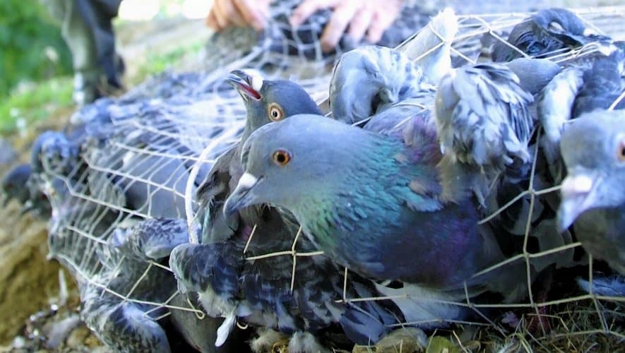 Tir au filet avec pigeons captifs
