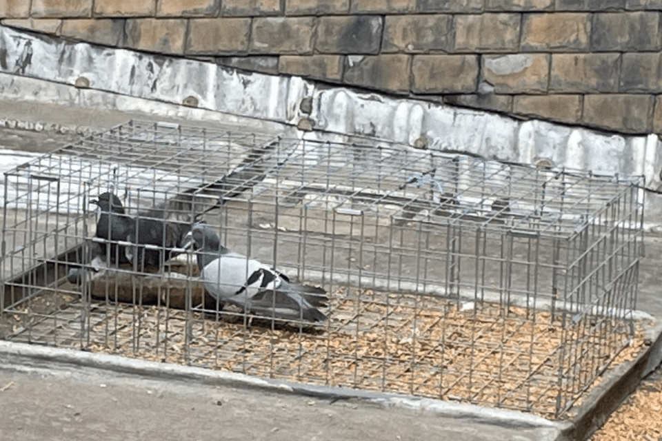 Cage de capture pour pigeons avec appelants