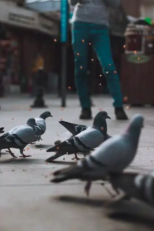 Se débarrasser des pigeons : est-ce efficace ?